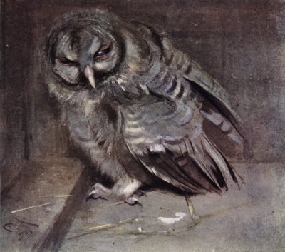 Jeune Chouette Brune - Edwin John Alexander
